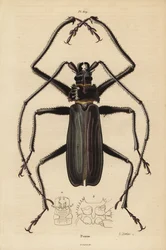 Chrząszcz Macrotoma Hayesii