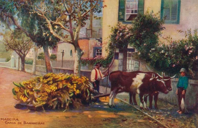 Drewno - Tusza Bananowa, ok. 1940 r.