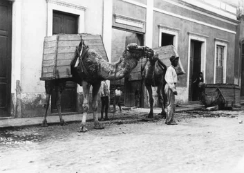 Człowiek z wielbłądami, Las Palmas, Gran Canaria, Wyspy Kanaryjskie, Hiszpania, c1920-c1930s