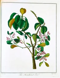 Drzewo Manchineel Hippomane mancinella lub Poison Guava, c1795
