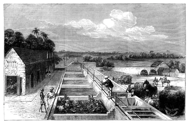 Produkcja indygo w Tirhoot Muzaffarpur, Dolny Bengal, 1869