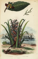 Znakowanie orzecha, Semecarpus anacardium 1 i owocu pingwina lub pinueli, Bromelia pinguin 2
