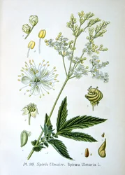 Słodycze, 1893
