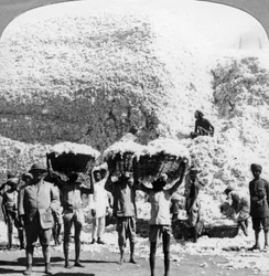 Mężczyźni niosący kosze bawełny w przędzalni bawełny w Indore, Indie, 1900