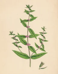 Mentha gracilis, var. prawdziwy. Smukła mięta, XIX w.
