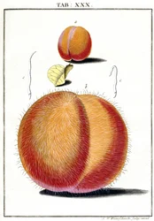 Mikroskopia
