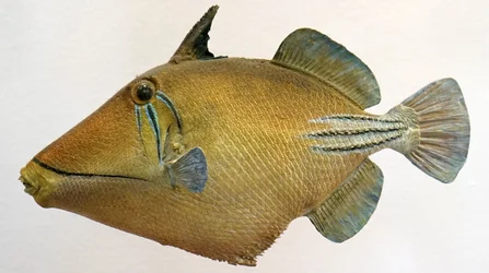 Model rogatnicy lagunowej, 2000