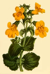 „Kwiat małpy”, 1812, 1944.
