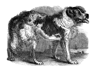 Pies nowofundlandzki, 1848