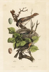 Słowik, gniazdo i jajko, Luscinia megarhynchos i rudzik, jajko, Erithacus rubecula
