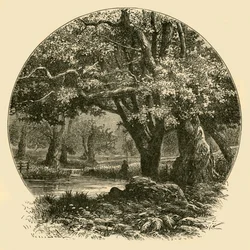 Dęby w Bradgate, 1898.