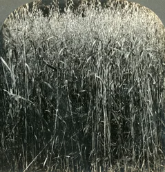 Uprawa owsa, Pensylwania, USA, 1903 r.