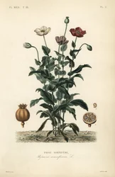 Mak lekarski, Poppy somniferum, Pavot somnifere