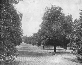Orange Grove, Sewilla, Floryda, USA, ok. 1900.