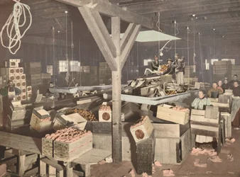 Pomarańczowe opakowanie w Redlands, opublikowane w 1899 r.