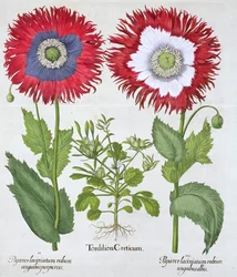 Maki ozdobne, 1613