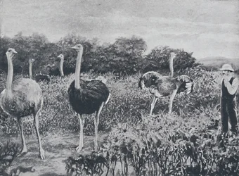 Strusie, 1924