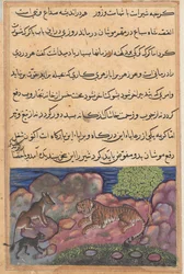 Strona z Tales of a Parrot Tuti-nama: Piętnasta noc: Wilk doradza lwu..., 1558-1560.