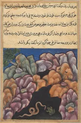 Strona z Opowieści papugi Tuti-nama: Dwudziesta szósta noc: Wąż wchodzi..., c. 1560.