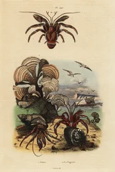 Padina pawia, Padina pavonica 1, pustelnik zwyczajny, Pagurus bernhardus 2, pustelnik niebieskooki, Paragiopagurus diogenes 3, oraz Pagurus alatus 4