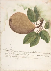 Gruszka, XVIII wiek.