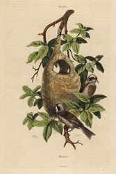 Sikora Penduline, Remiz pendulinus i gniazdo