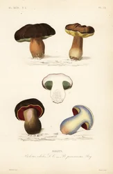 Bułka grosza lub borowik, edulis i bulwiasty, Suillellus luridus, Borowik złośliwy