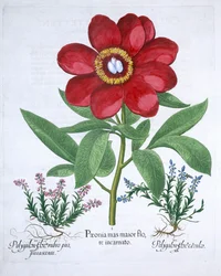 Piwonia i dwa poligalony, 1613
