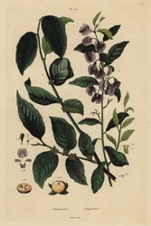 Persimmon, Dospyros khaki 1, i krzew hovay lub curry blue, Hovea elliptica Platychilum celsianum 2. Plaqueminier, Platychilier