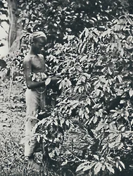 Zbieranie kawy, 1916