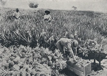 Pole sosnowo-jabłkowe, Queensland, 1923.