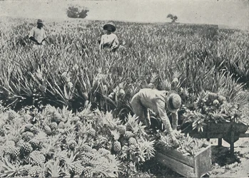 Plantacja Sosny i Jabłka, 1916
