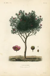 Różowa róża skalna lub siwa róża skalna, Cistus creticus, Ciste de Crete