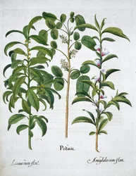 Orzech pistacjowy, Laurus Nobilis i Migdał, 1613
