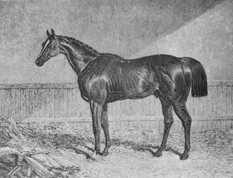 Pełnomocnik, 1831-1854, 1911