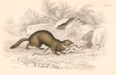 Polecat Mustela putorius, członek rodziny łasic, 1828