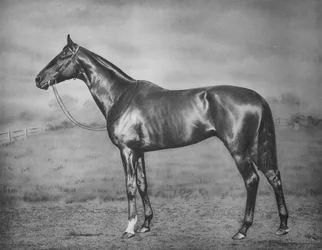 Polimelus, 1902-1924, 1911