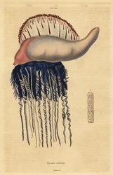 Portugalski wojownik , Physalia physalis