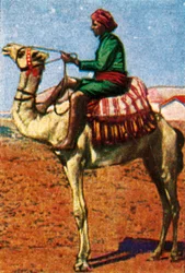 Poczta dostarczona przez wielbłąda, Arabia, c1928.