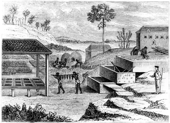 Przygotowanie indygo, Santo Domingo, 1873