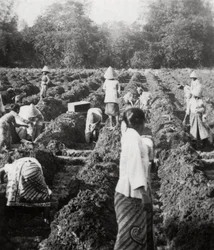 Przygotowanie kanałów irygacyjnych na plantacji cukru, Jawa, Holenderskie Indie Wschodnie, 1927
