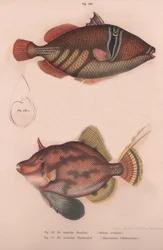 Kolczaste Batistes aculeatus, Monacanthus bifilamentosus, ok. 1850