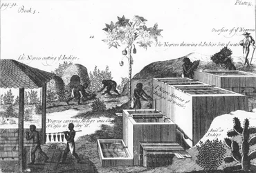 Produkcja barwnika indygo przy niewolniczej pracy: Indie Zachodnie lub Ameryka Środkowa, 1725