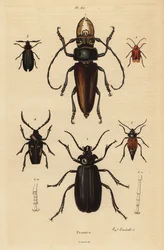 Psalidognathus friendii 1, Madre de la Culebra, Acanthinodera cumingii 2, Allocerus dilaticorne 3, Callipogos barbatus 4, Anacolus sanguineus 5 i Prionus flavipennis 6