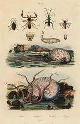 Pseudoscorpion, Chthonius orthodactylus 1, Octyptera bicolor 2, gruźliczkowata ośmiornica pelagiczna, Ocythoe tuberculata 3 i fałszywy chrząszcz olejowy, Oedemera nobilis 4