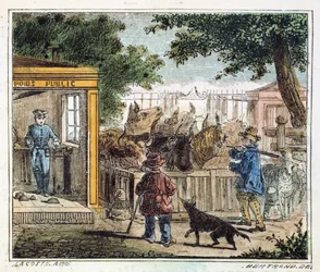 Waga publiczna używana do ważenia bydła na targu, 1867