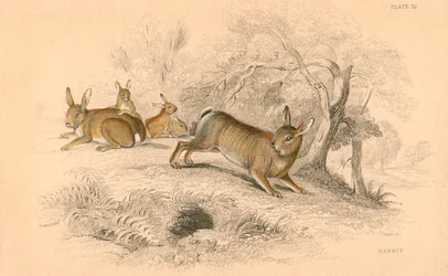 Królik Oryctolagus cuniculus, 1828