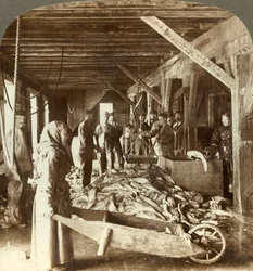 Odbiór ryb ze statków morskich i pakowanie na eksport - magazyn rybny, Aalesund, Norwegia, ok. 1905.