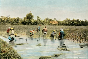 Zbiór ryżu, 1900.