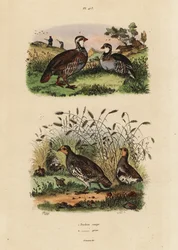 Kuropatwa czerwononoga, Lectures rufa i kuropatwa szara, Perdix perdix Perdrix rouge et perdrix grise